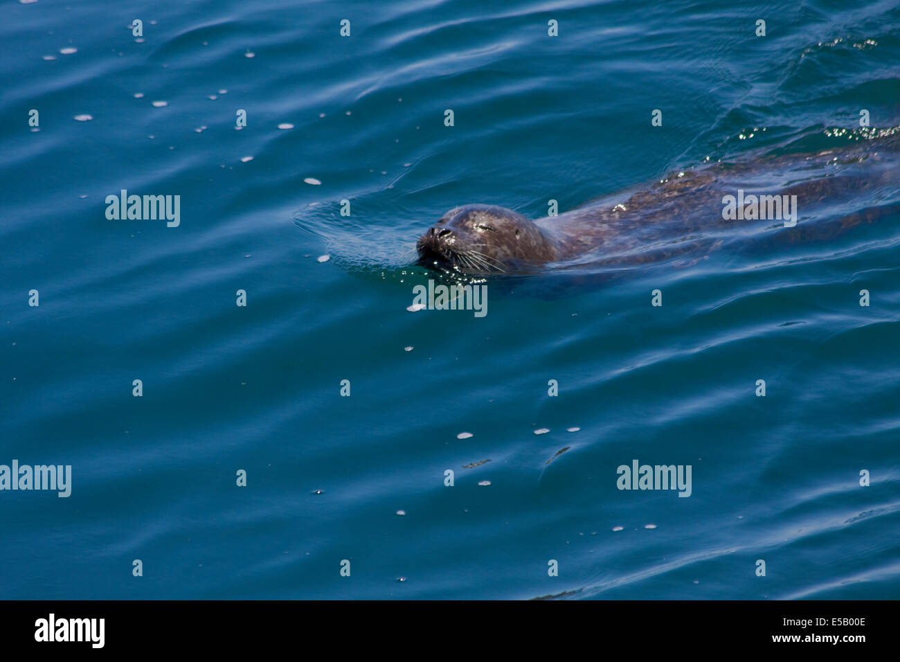 Harbor Seal schwimmen in der Bucht - Monterey, Kalifornien Stockfoto
