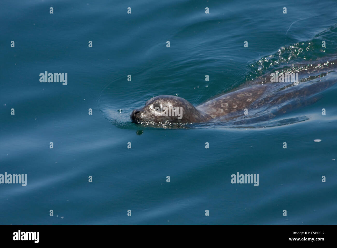 Eine junge Harbor Seal Schwimmen in der Nähe von Fishermans Wharf in Monterey Bay. Stockfoto
