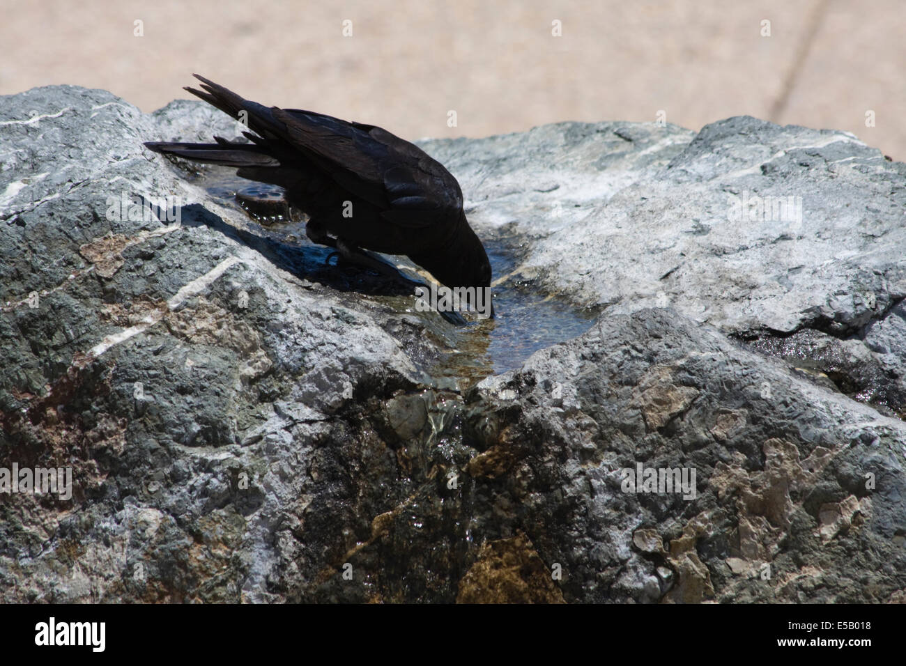 Eine Krähe nimmt einen Schluck Wasser aus einem steinernen Brunnen in Monterey, Kalifornien Stockfoto