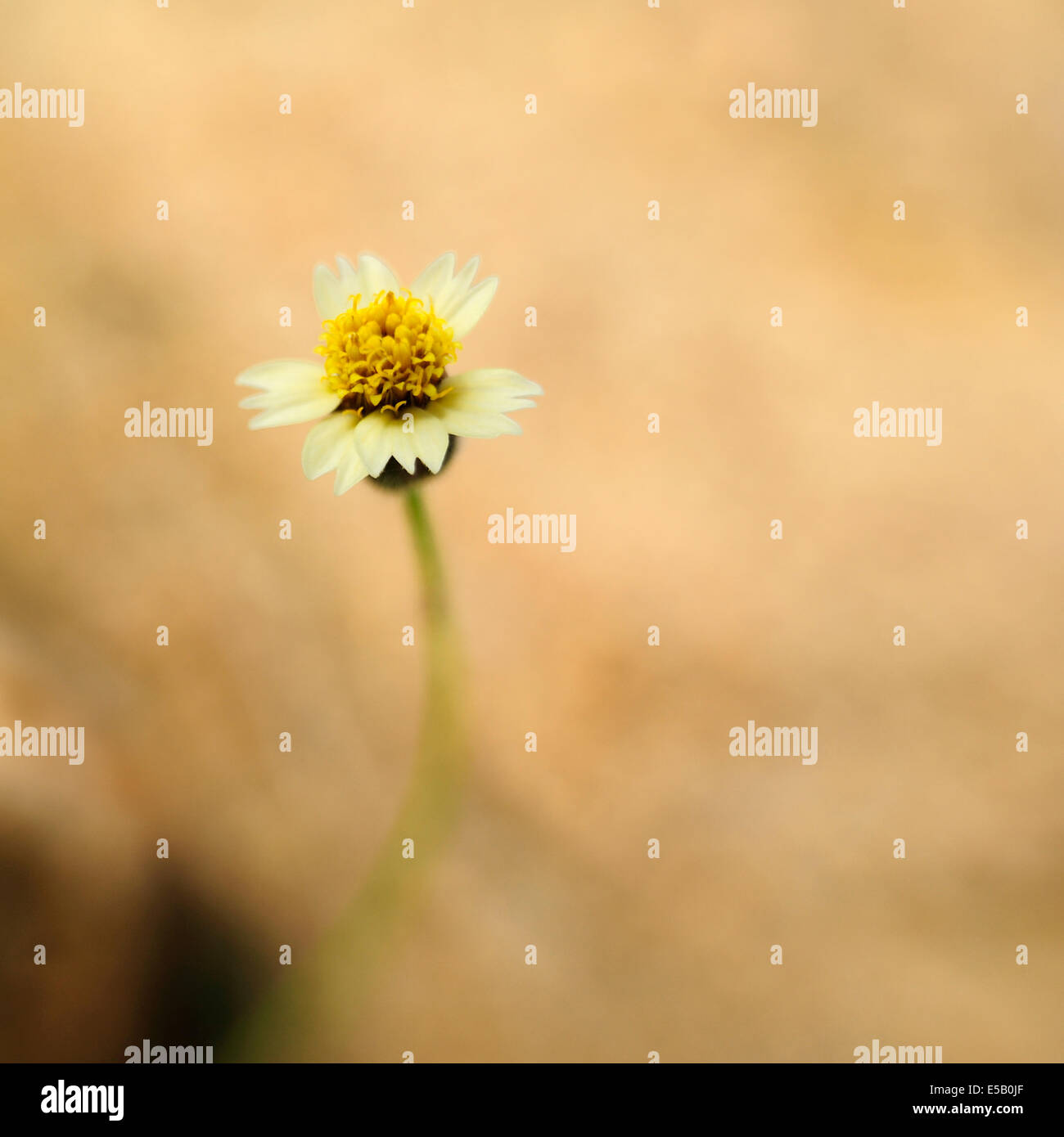 Eine Blume Stockfoto