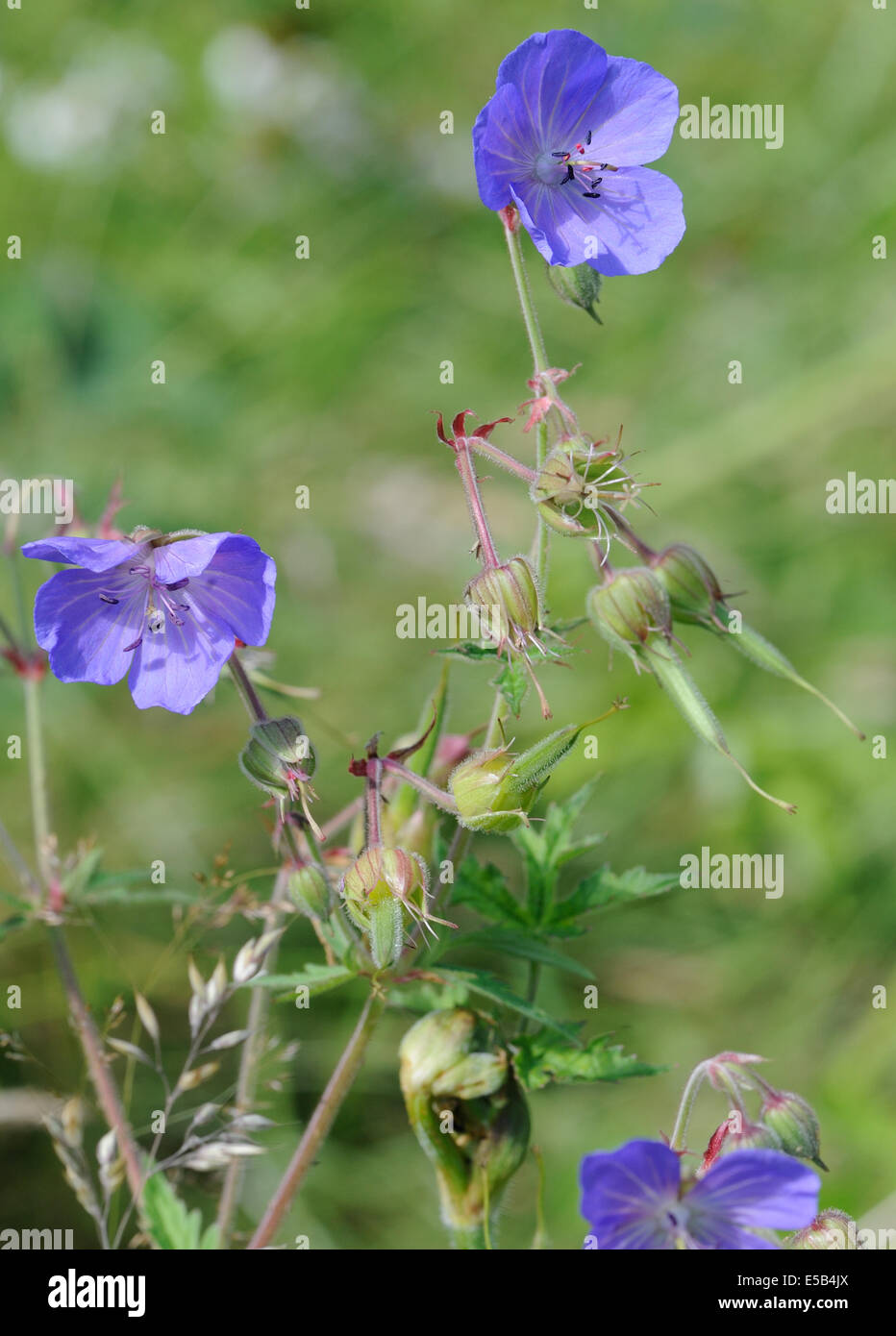 Meadow Crane's-bill (Geranium pratense) Blumen und Samen Köpfe in eine Wilde Blumenwiese. Stockfoto