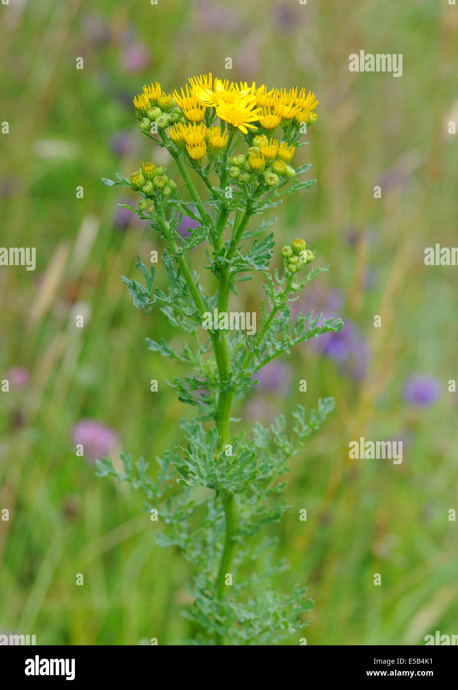 Gemeinsamen Kreuzkraut (Senecio Jacobaea), Bedgebury Wald, Kent, UK. Stockfoto