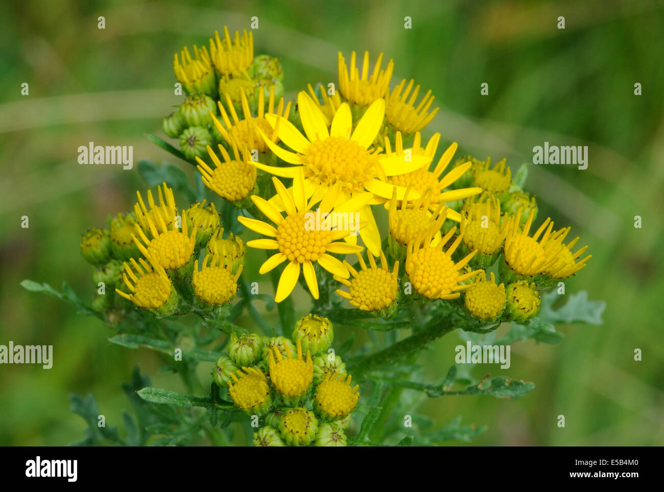 Blumen des gemeinsamen Kreuzkraut (Senecio Jacobaea), Bedgebury Wald, Kent, UK. Stockfoto