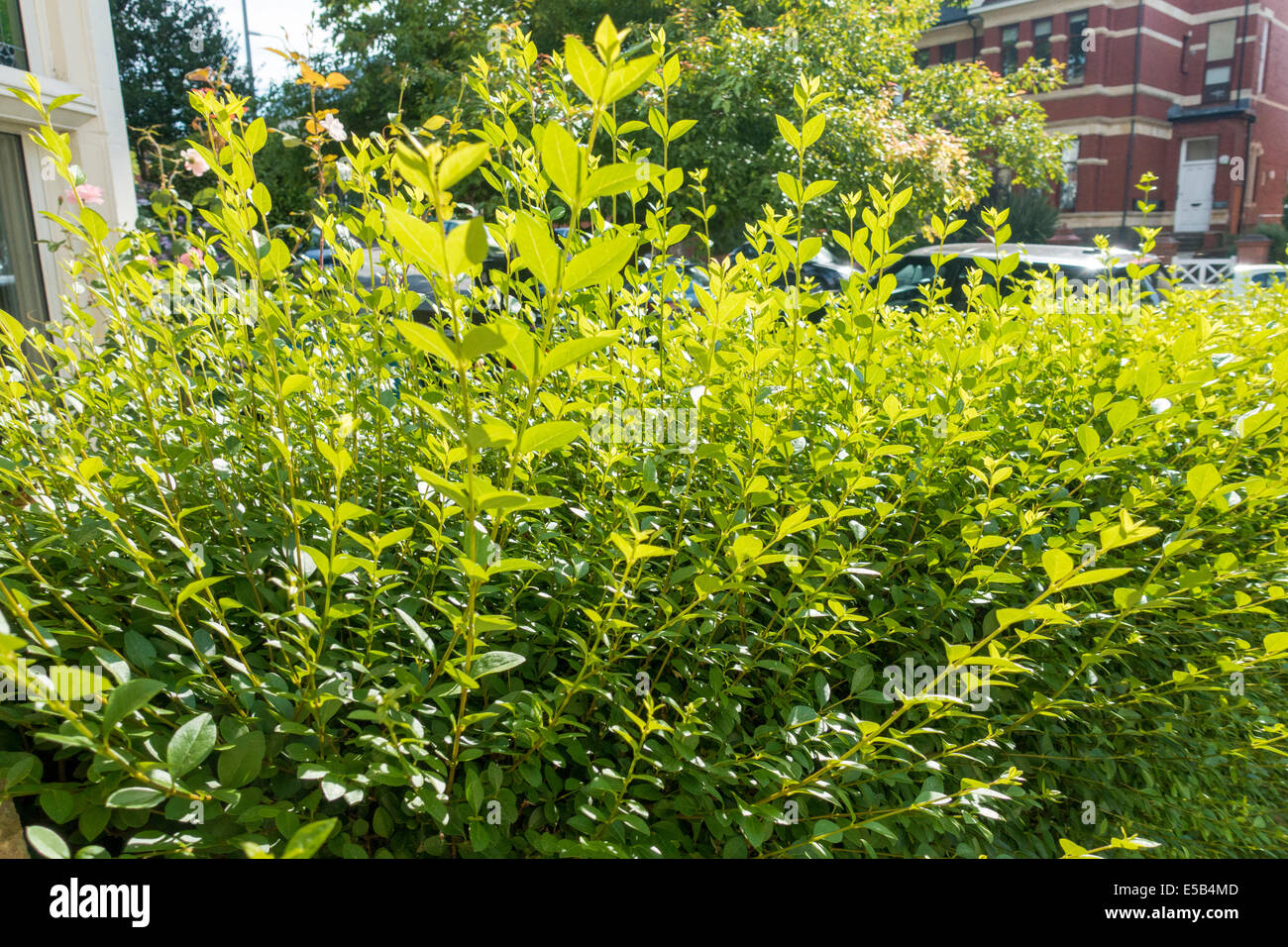 Ungeschnitten Liguster Hecke in städtischen bereit zum