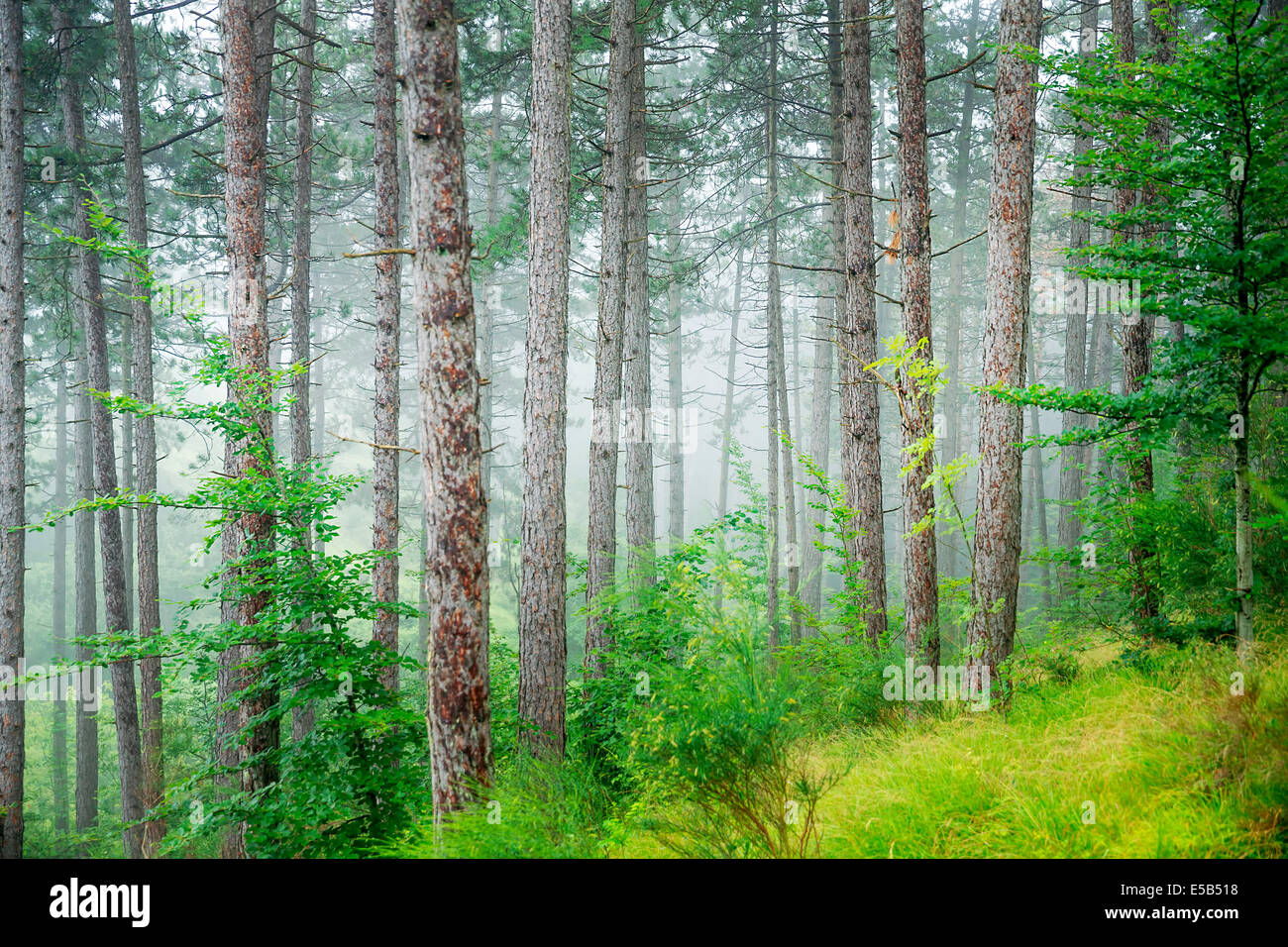 Schönen Pinienwald, abstrakte natürlichen Hintergrund, nebligen Wald am Morgen, erstaunliche Natur Italiens Stockfoto