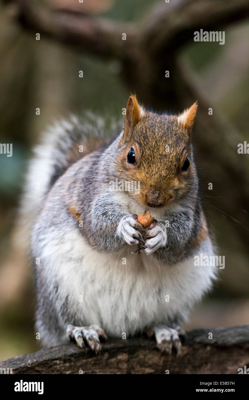 Eichhörnchen Stockfoto