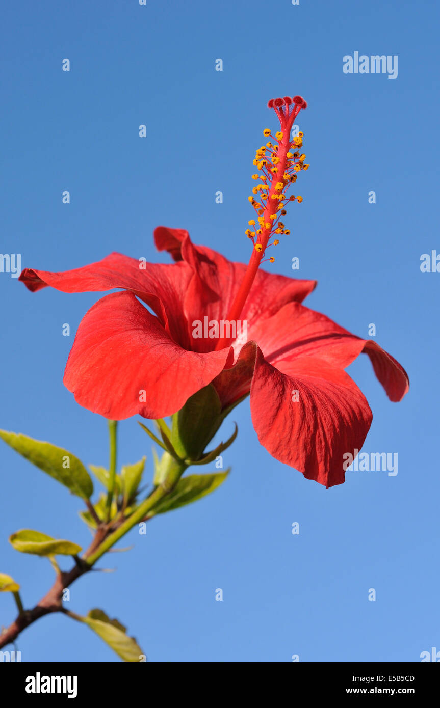 Rhodos. Dodekanes-Inseln. Griechenland. Roten Hibiskusblüten. Hibiscus Rosa-Sinensis. Stockfoto