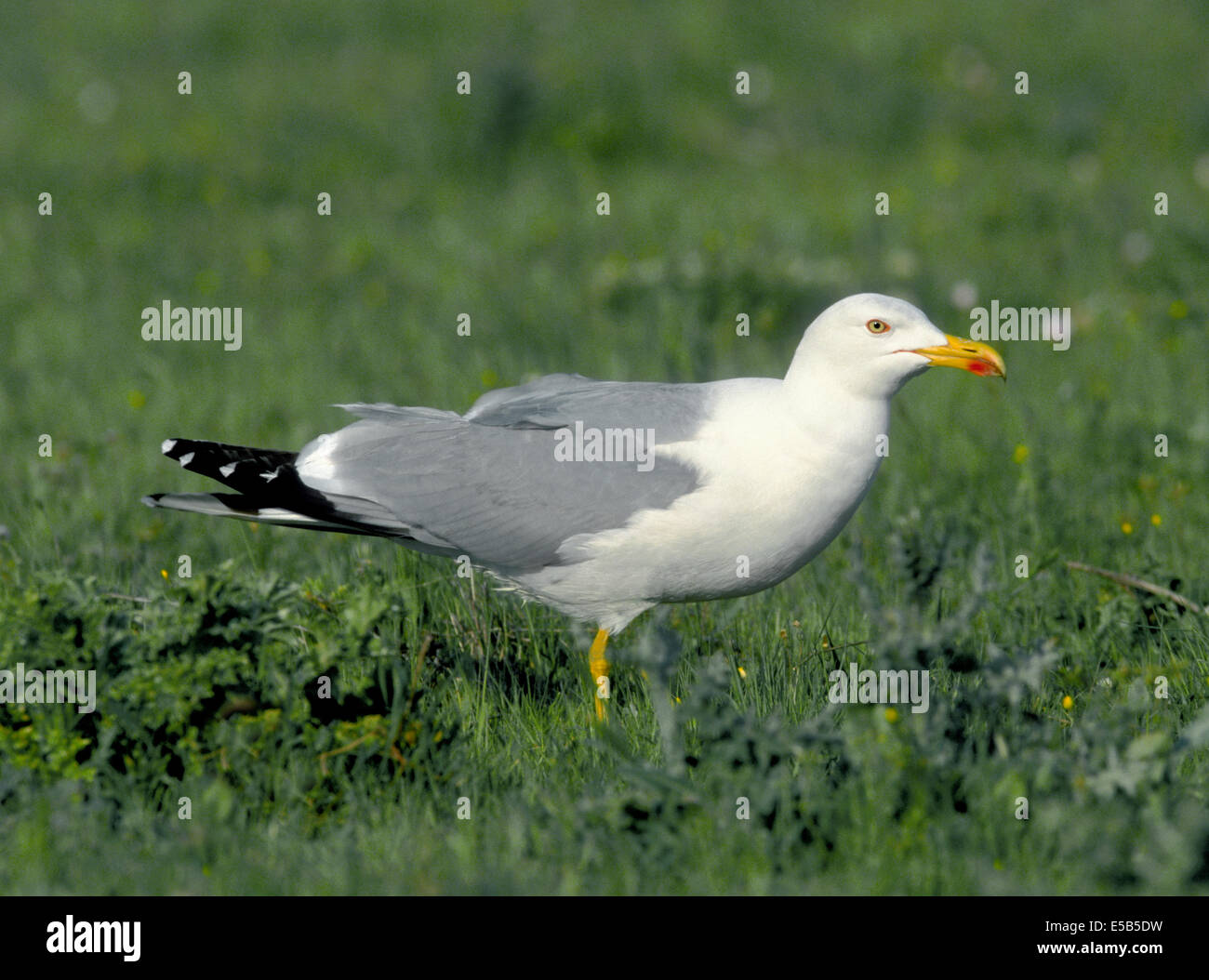 Gelb-legged Möve Larus cachinans Stockfoto