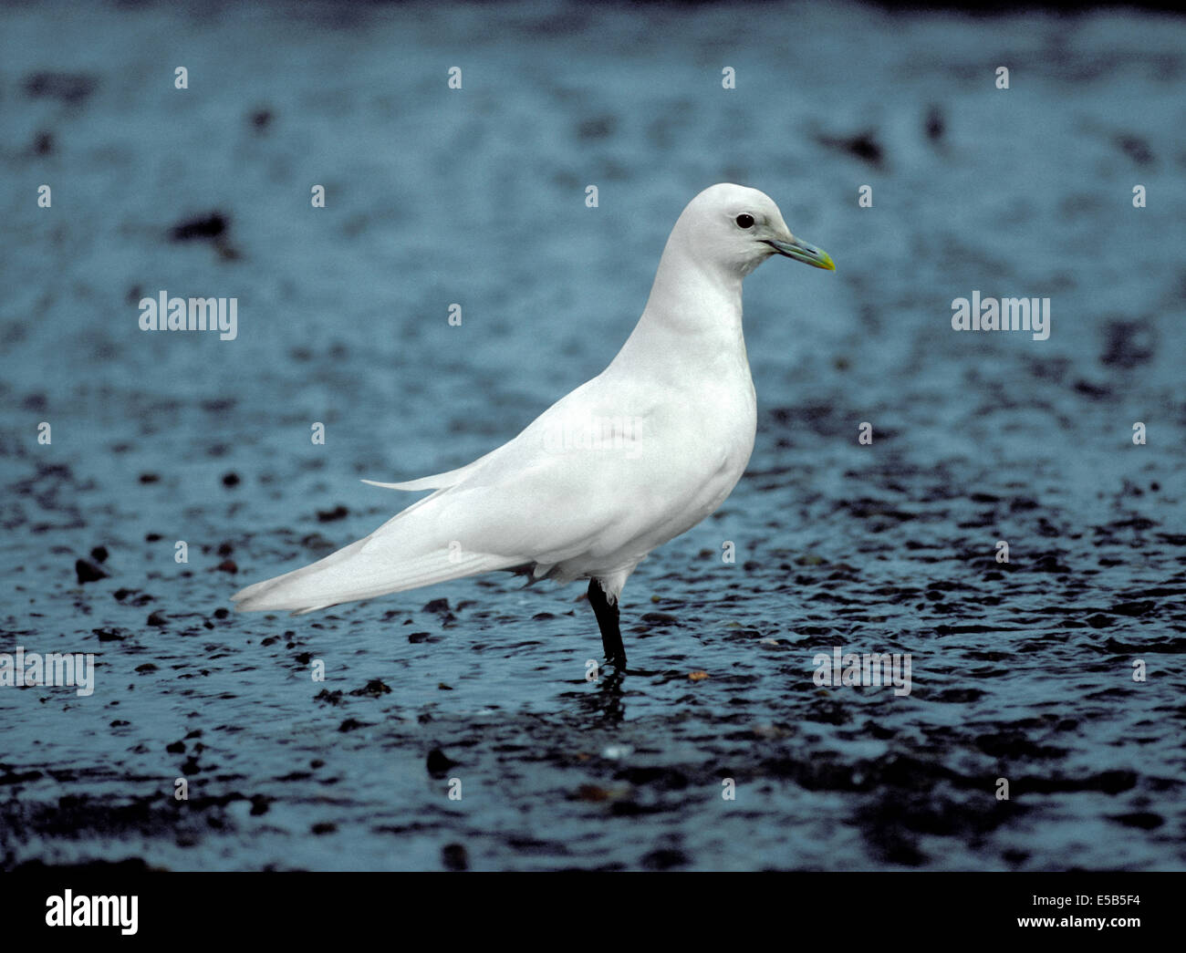 Elfenbein Gull - Pagophila Eburnea. Stockfoto