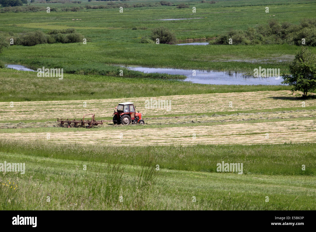 Polnischen landwirtschaftlichen Szene Heuernte am Rand von Sümpfen Stockfoto