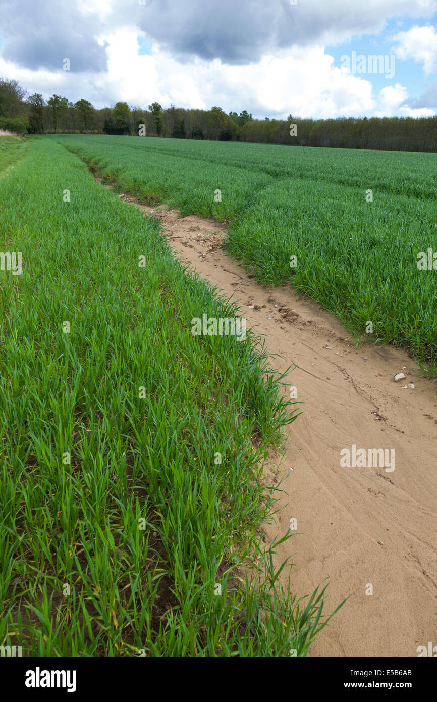 Bereich der Getreide, die Auswirkungen von Wasser-Boden-Erosion auf einem sandigen Boden. Stockfoto