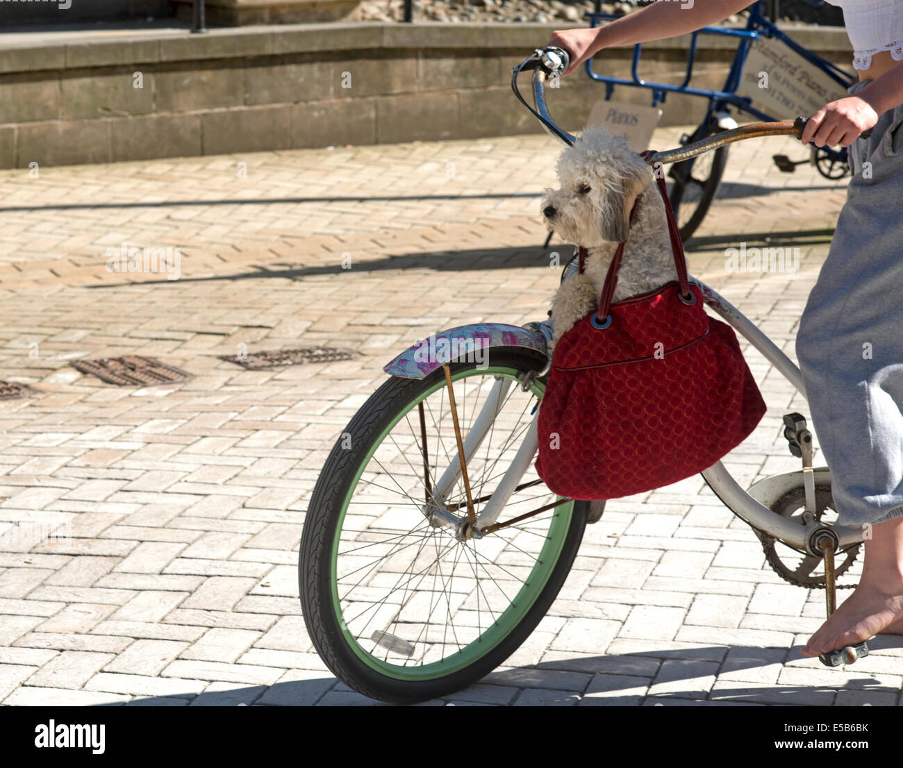 Hündchen gilt für eine Fahrt, Stamford, England Stockfoto