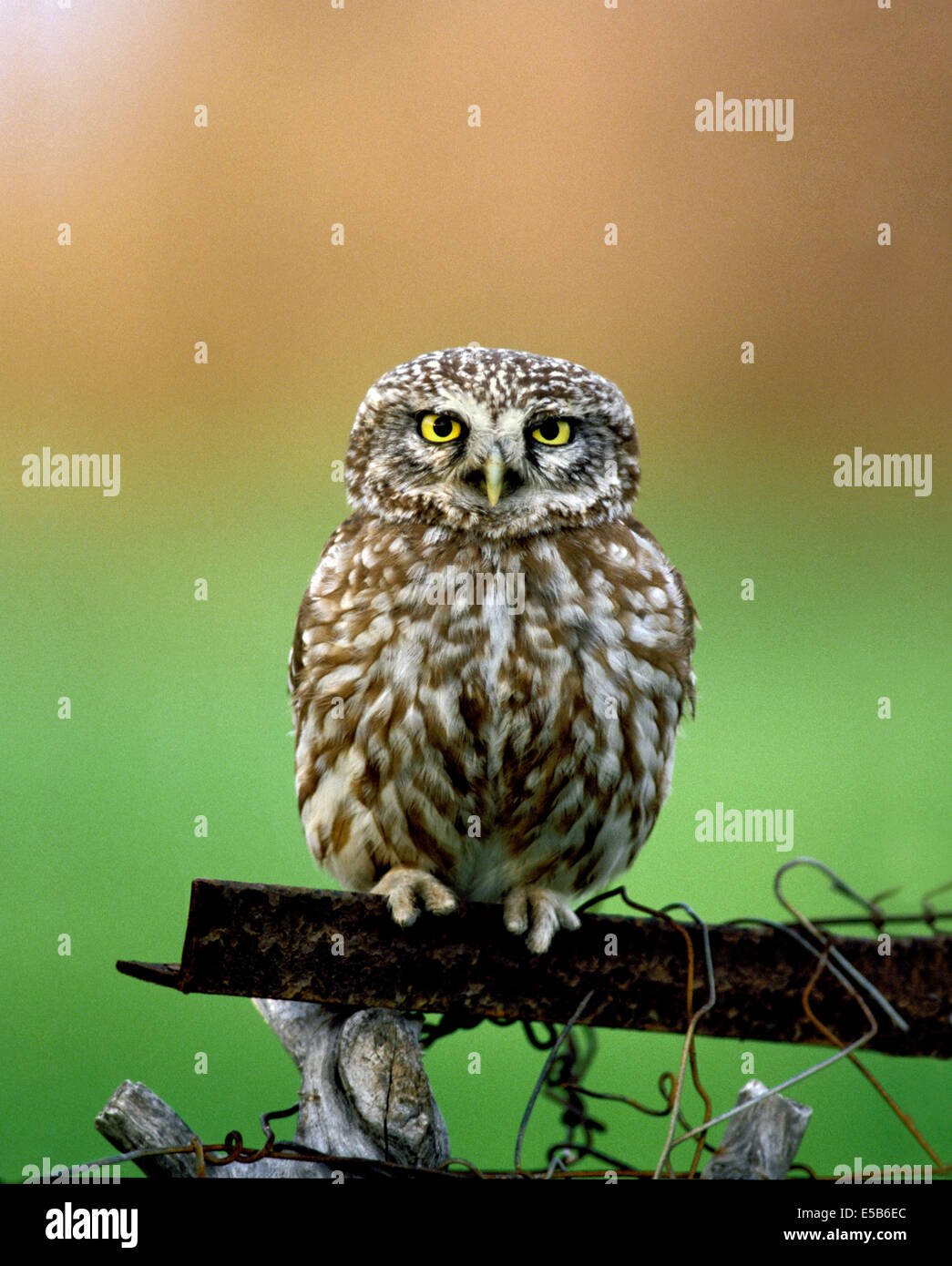 Steinkauz Athene noctua Stockfoto