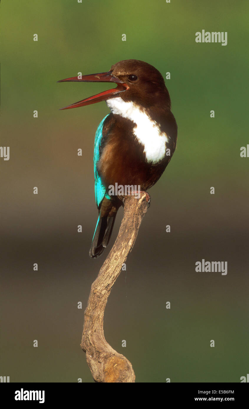 Weiße-throated Kingfisher - Halcyon smyrnensis Stockfoto