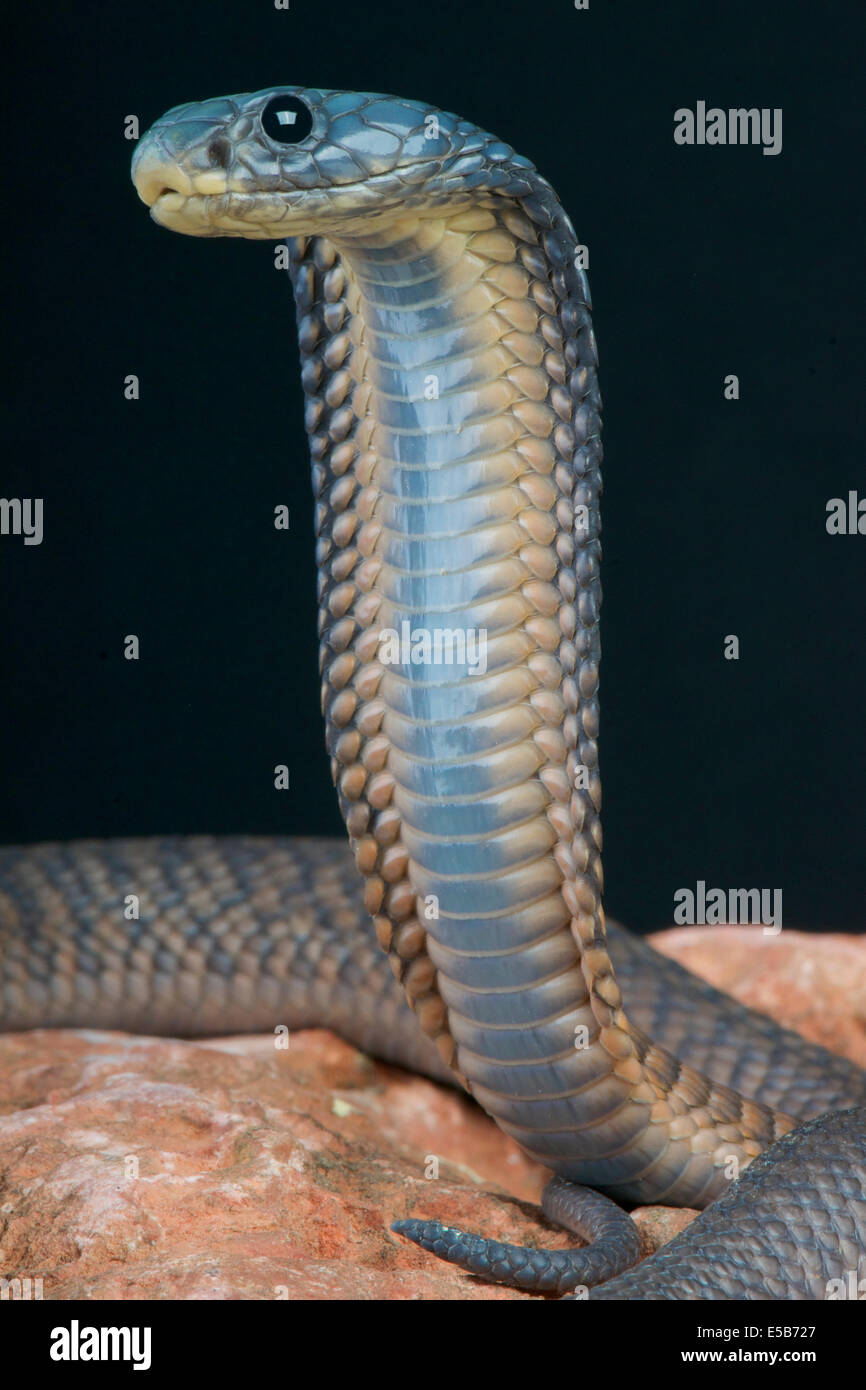 Arabische Cobra / Naja Arabica Stockfoto