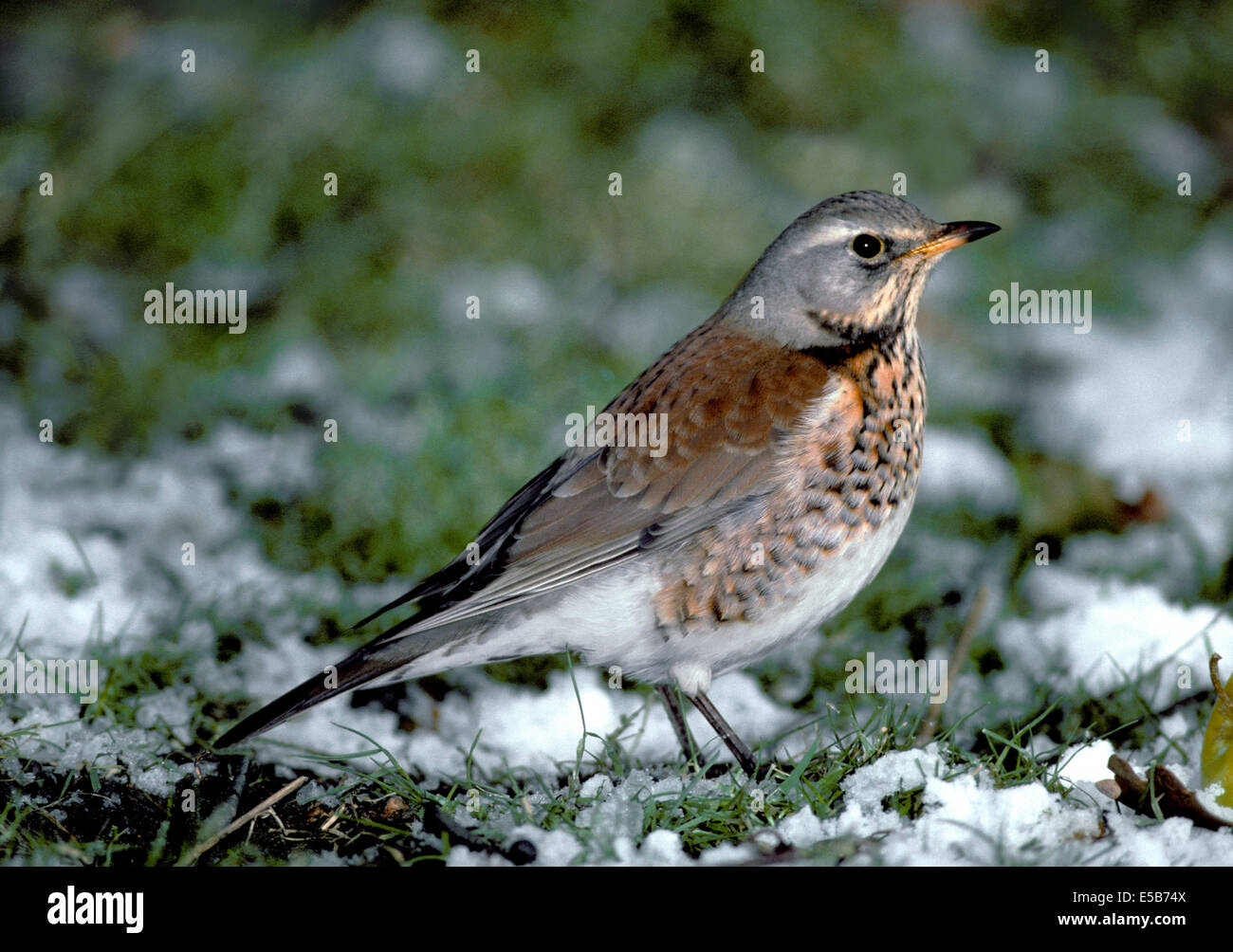 Wacholderdrossel Turdus pilaris Stockfoto