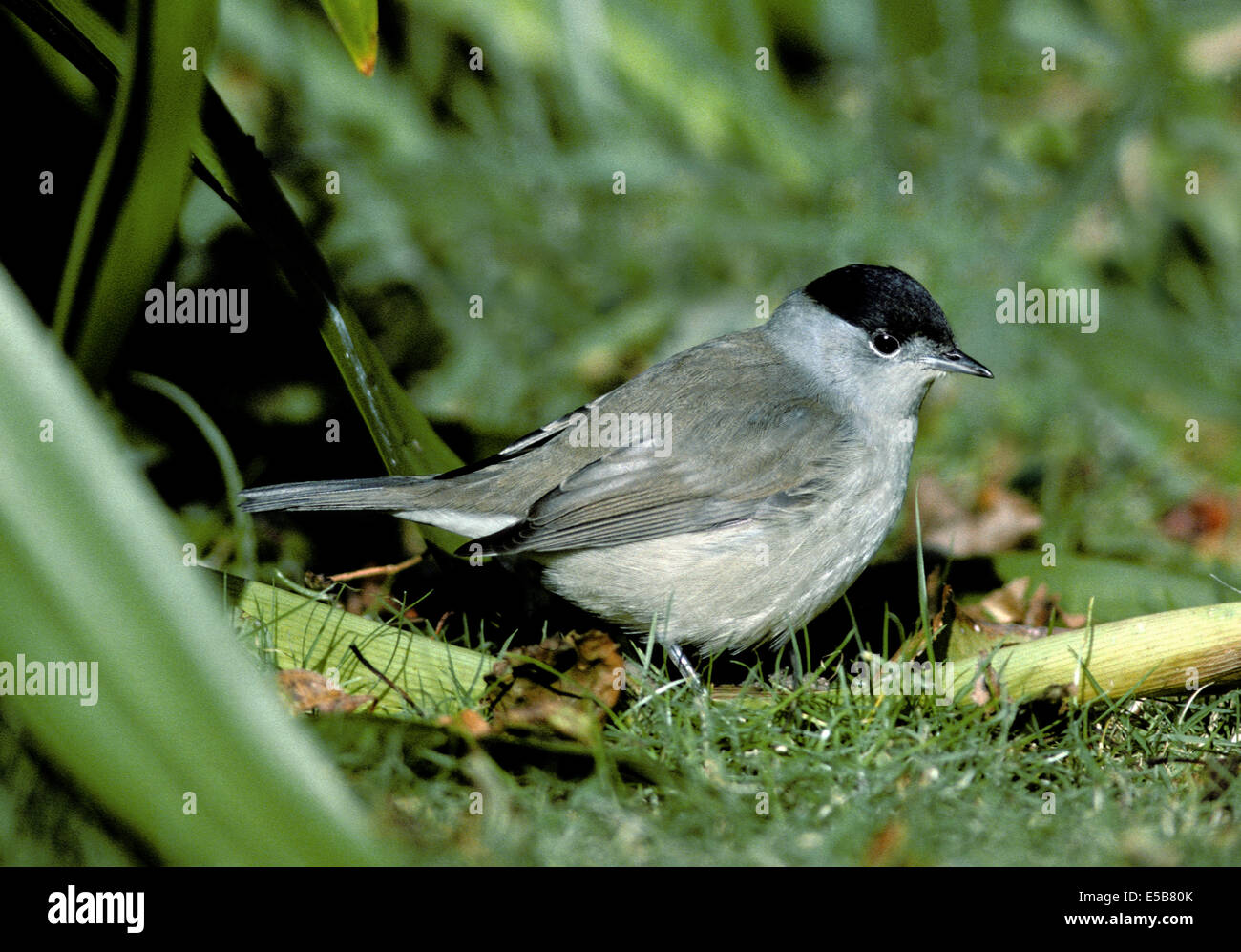 Mönchsgrasmücke Sylvia atricapilla Stockfoto