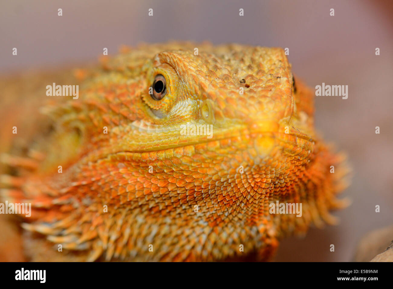 schöne Erwachsene männliche Rotphase bearded Dragon (Pogona Vitticeps) Stockfoto