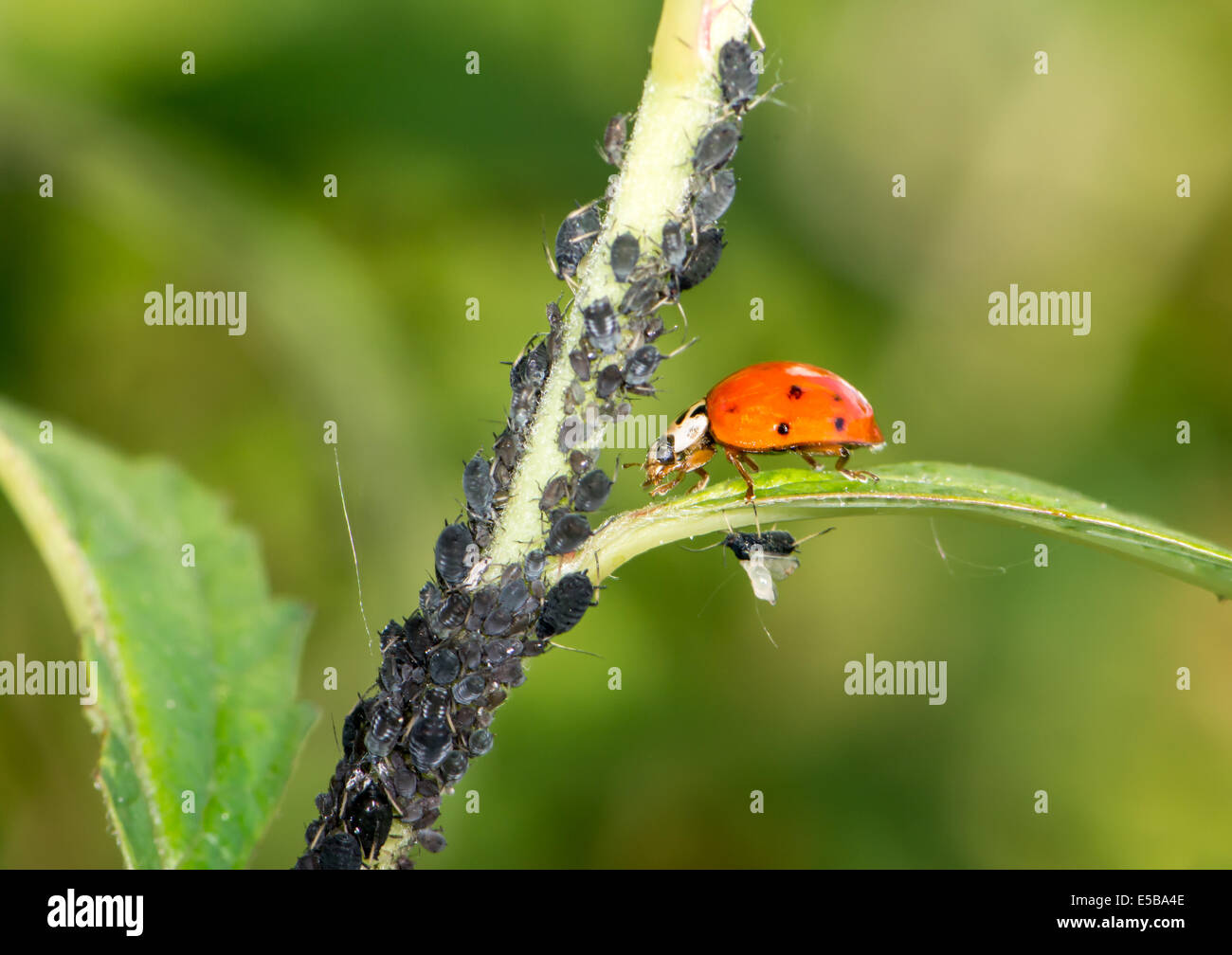 Biologische Schädlingsbekämpfung - Marienkäfer Läuse Essen Stockfoto