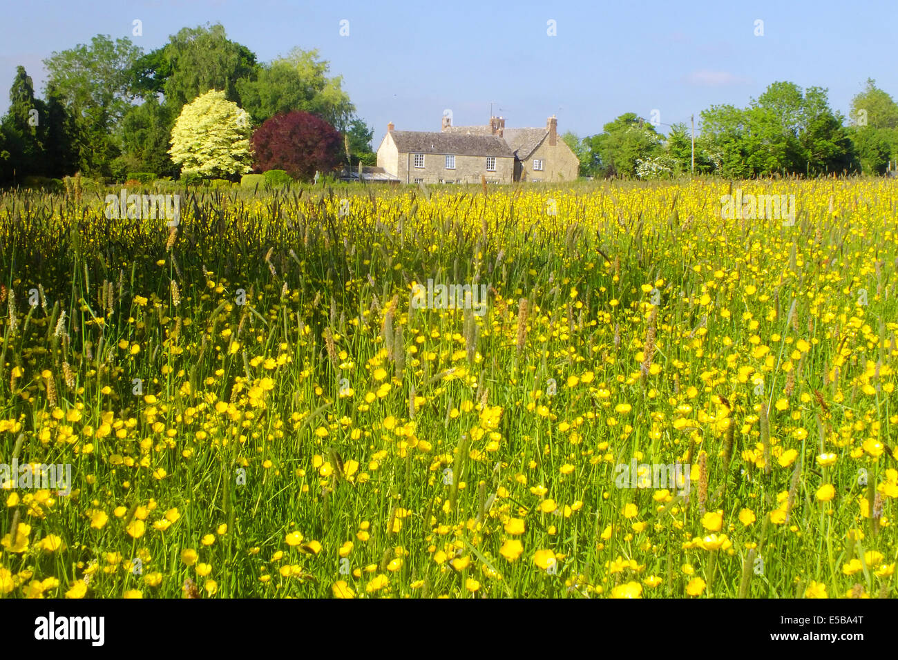 Teppich aus Butterblumen auf einer Wiese Oxfordshire, England Stockfoto