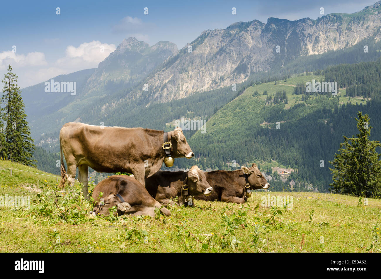 Weidewirtschaft mit Rinder auf einer Weide in den Bergen Stockfoto