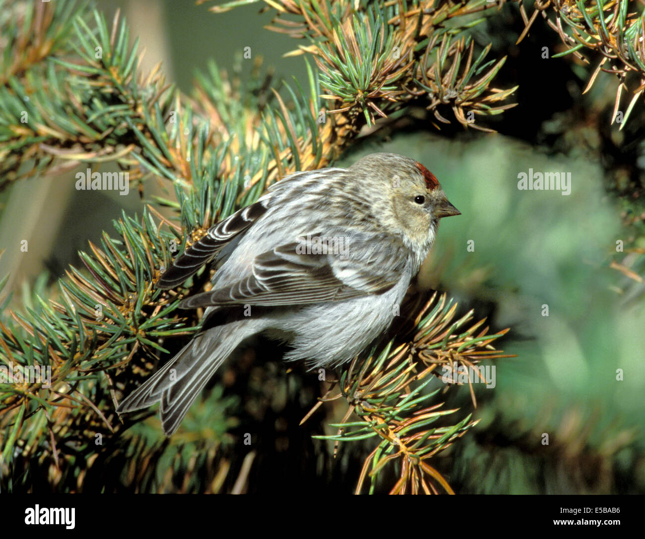 Mehlig Redpoll - Zuchtjahr flammea Stockfoto