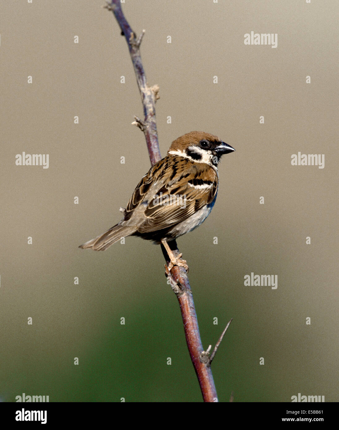 Tree Sparrow Passer montanus Stockfoto