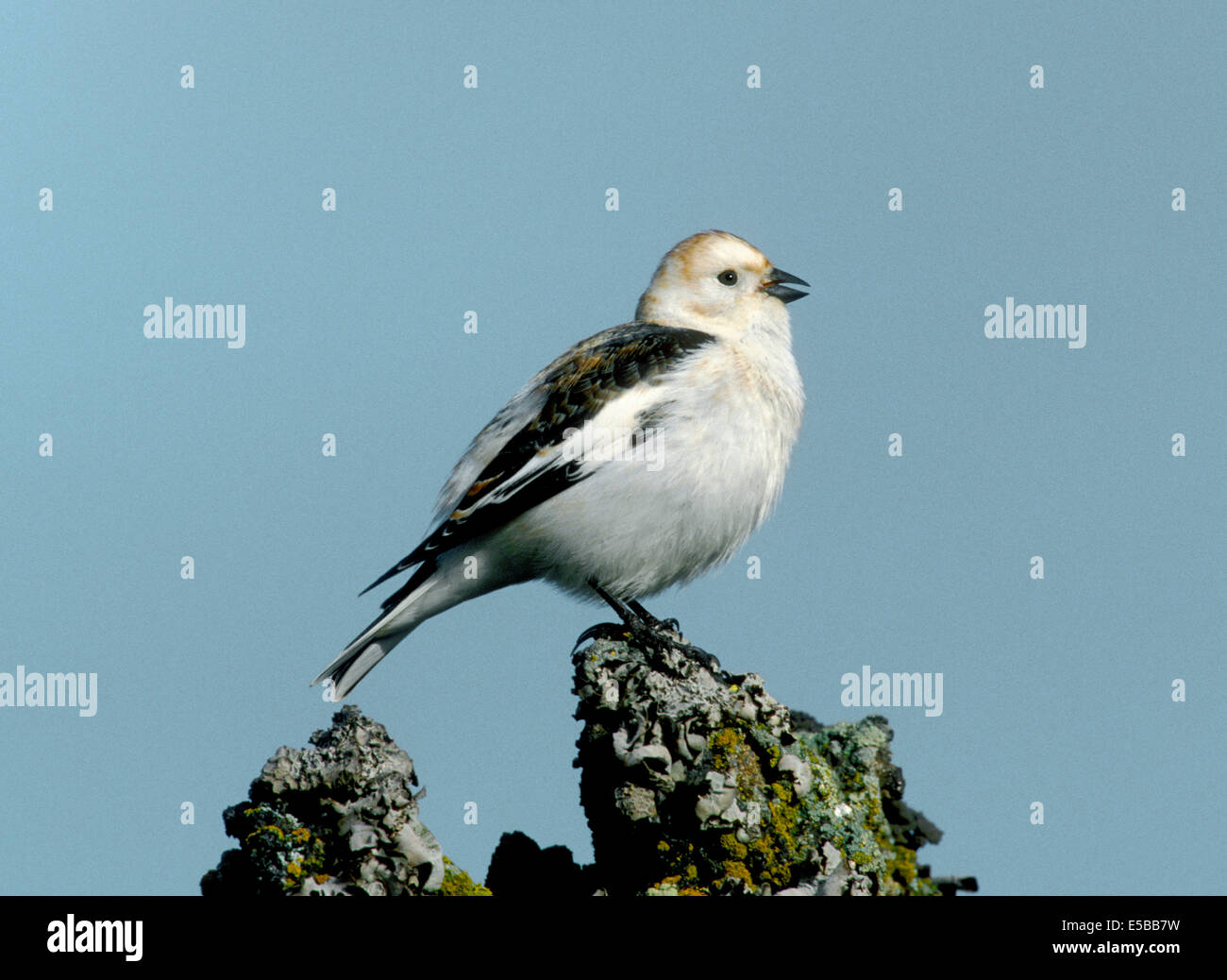 Snow Bunting Plectrophenax nivalis Stockfoto