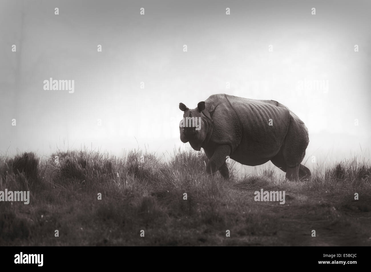 Indische Nashorn Stockfoto