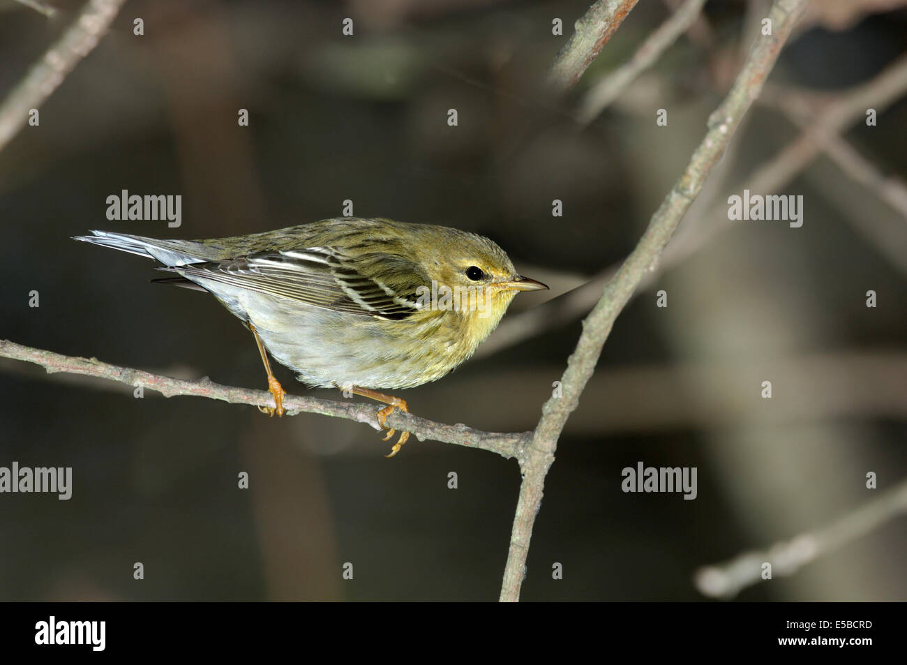 Blackpoll Warbler Dendroica striata Stockfoto