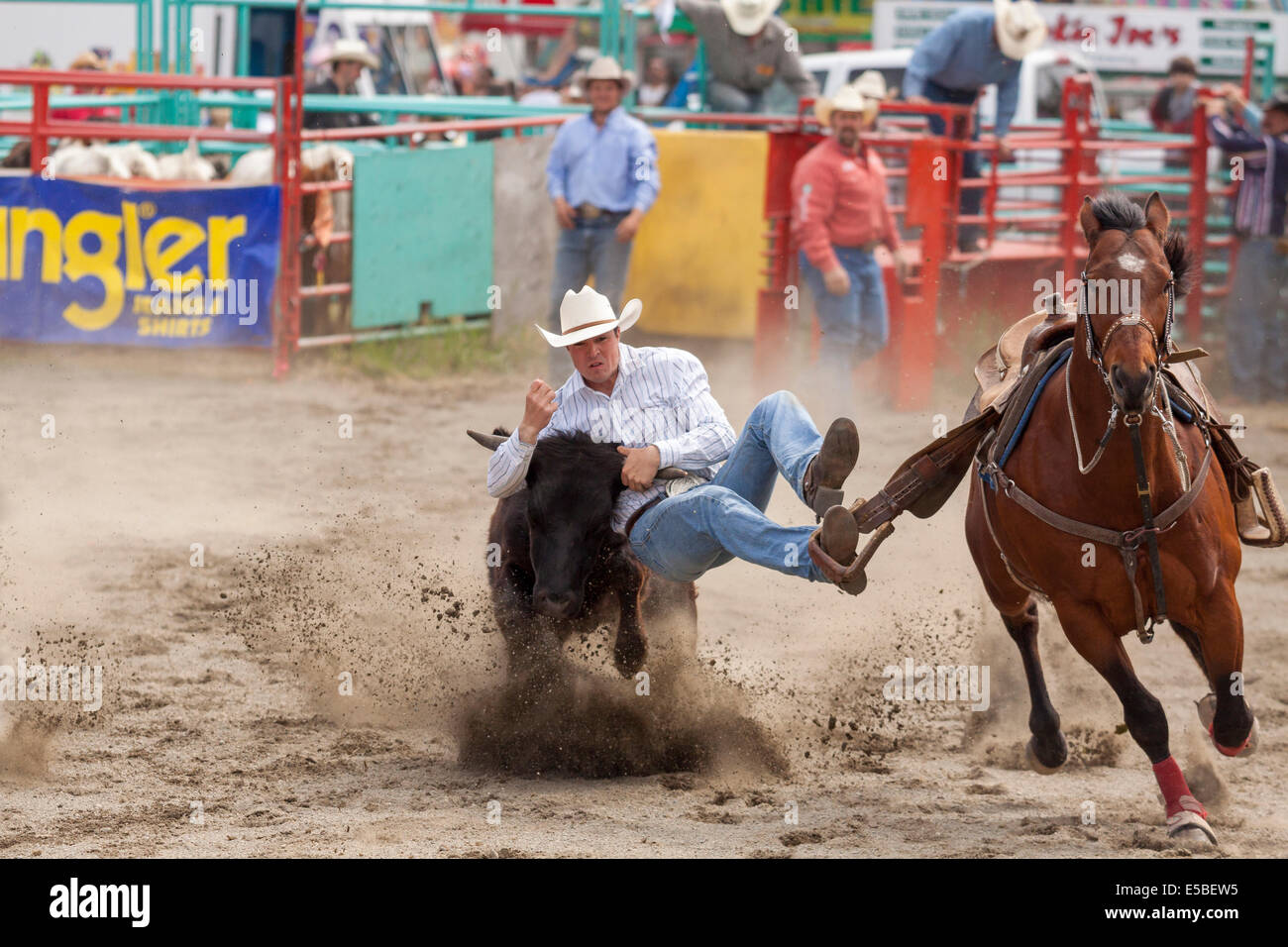 Cowboy in Steer wrestling Event bei Luxton Pro Rodeo-Veranstaltungen-Metchosin, British Columbia, Kanada. Stockfoto