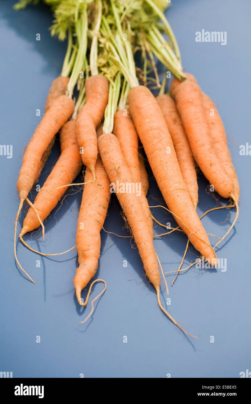 Daucus Carota. Frisch gepflückt Karotten. Stockfoto