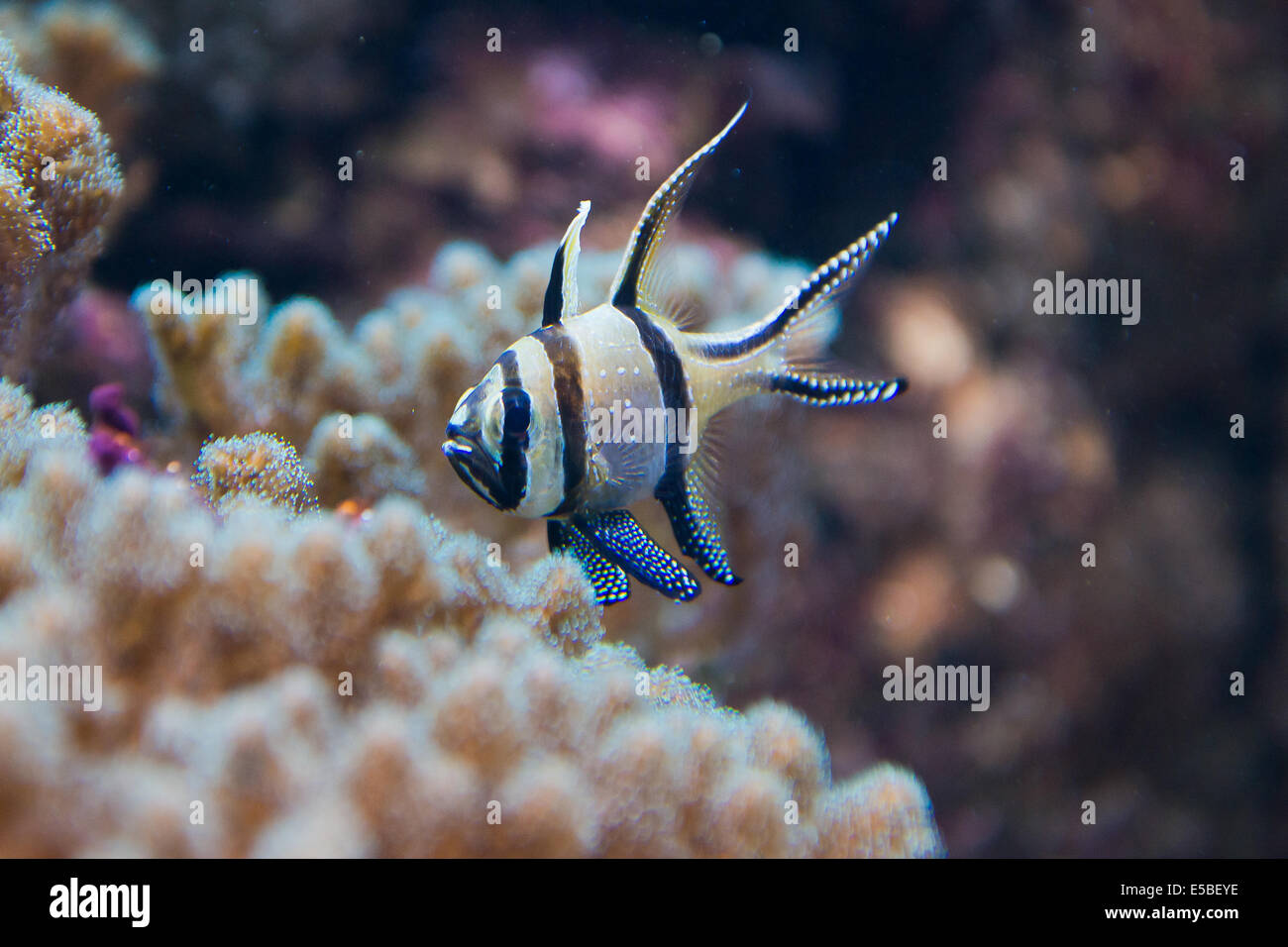 Salzwasser-Aquarium Fisch - Pterapogon kauderni Stockfoto