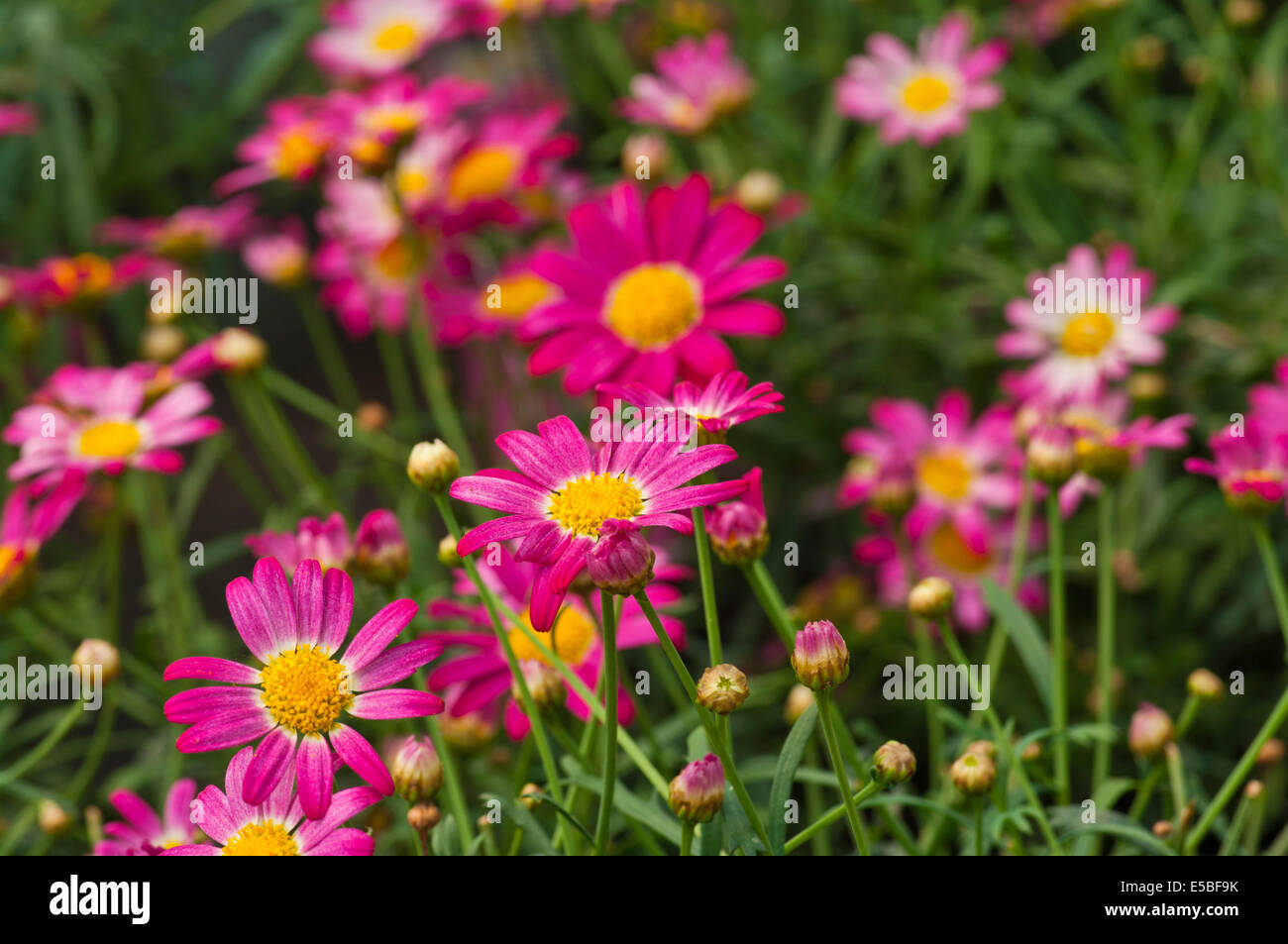 Lila Argyranthemum, allgemein bekannt als Marguerite, Marguerite Daisy oder Dill Gänseblümchen Stockfoto