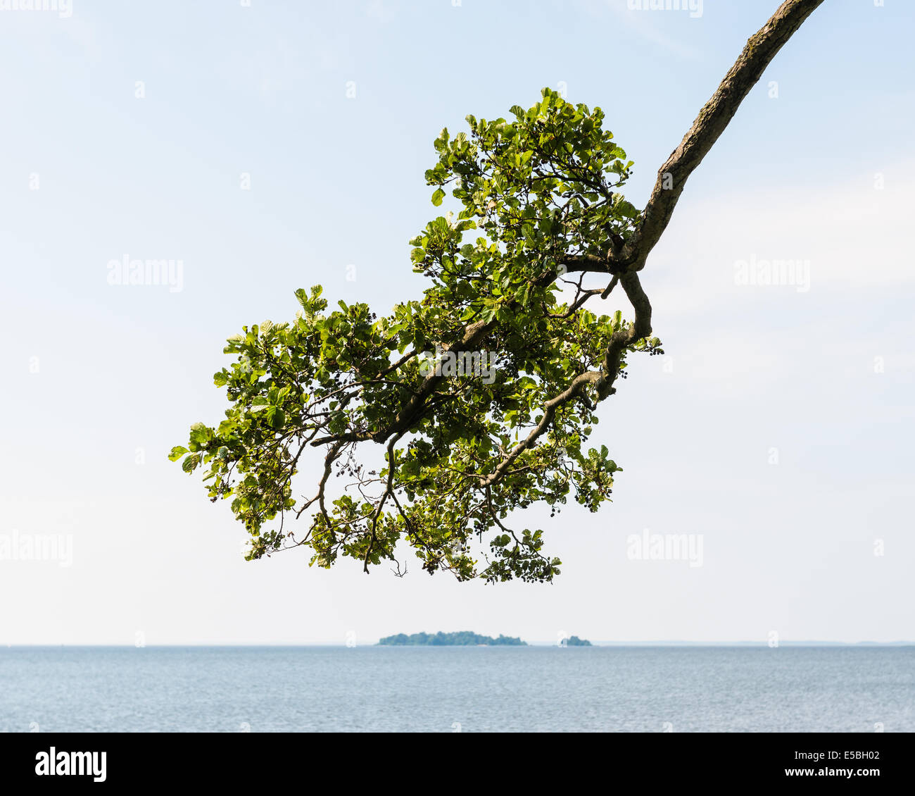 Nahaufnahme der Baum vor Seelandschaft Stockfoto