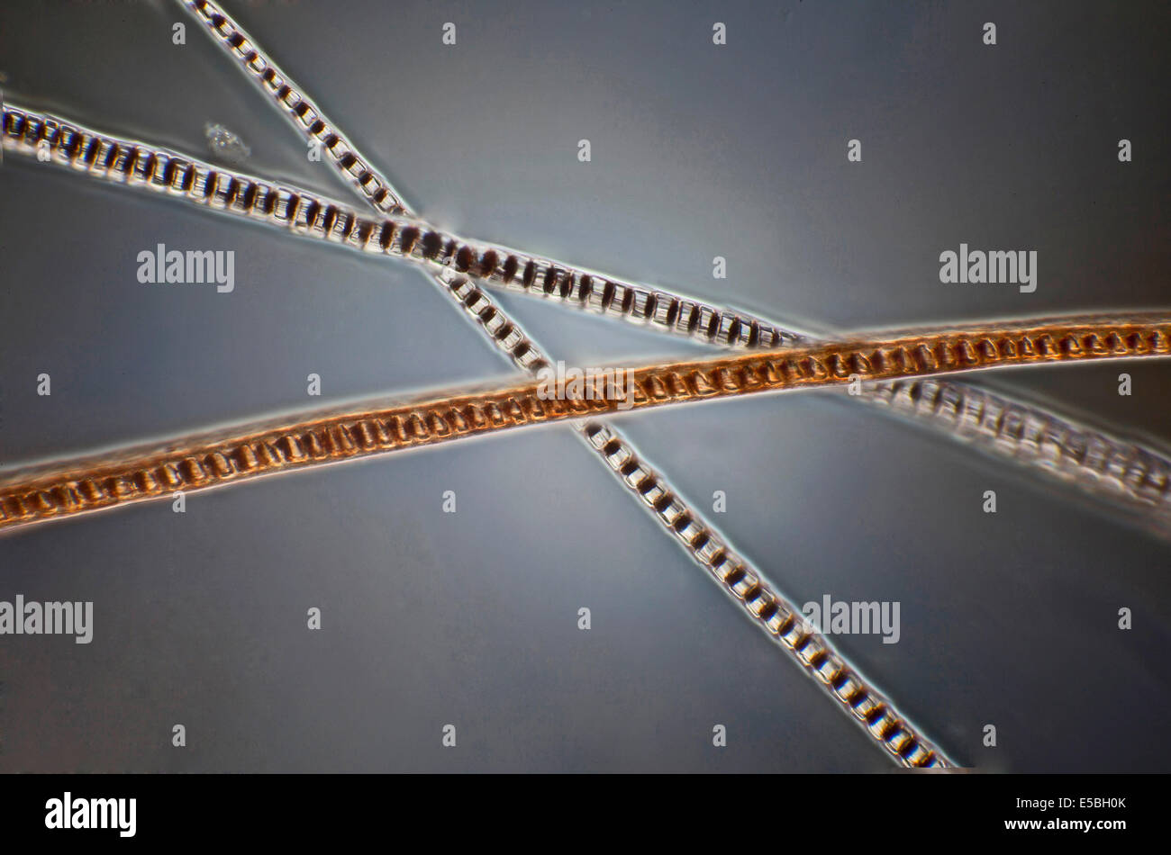 Dunkelfeld Mikrophotographie, Haar der Waldmaus, lange tailed Feldmaus Apodemus Sylvaticus Stockfoto