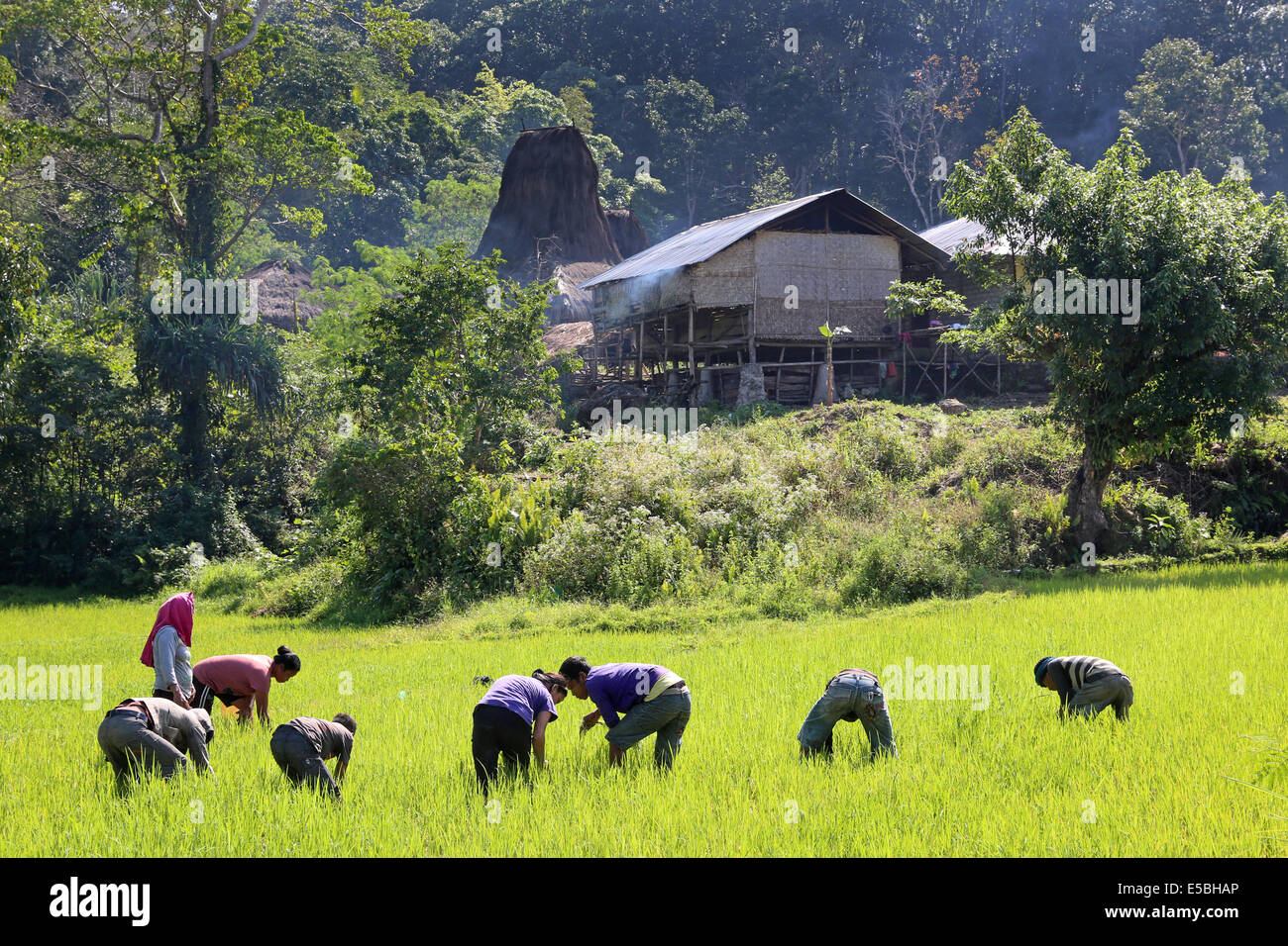 Bauern Menschen Jäten in einem Reisfeld auf der Insel Sumba, Indonesien, Asien Stockfoto