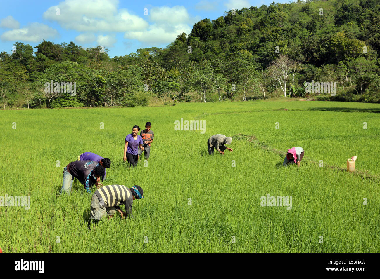 Bauern Menschen Jäten in einem Reisfeld auf der Insel Sumba, Indonesien, Asien Stockfoto