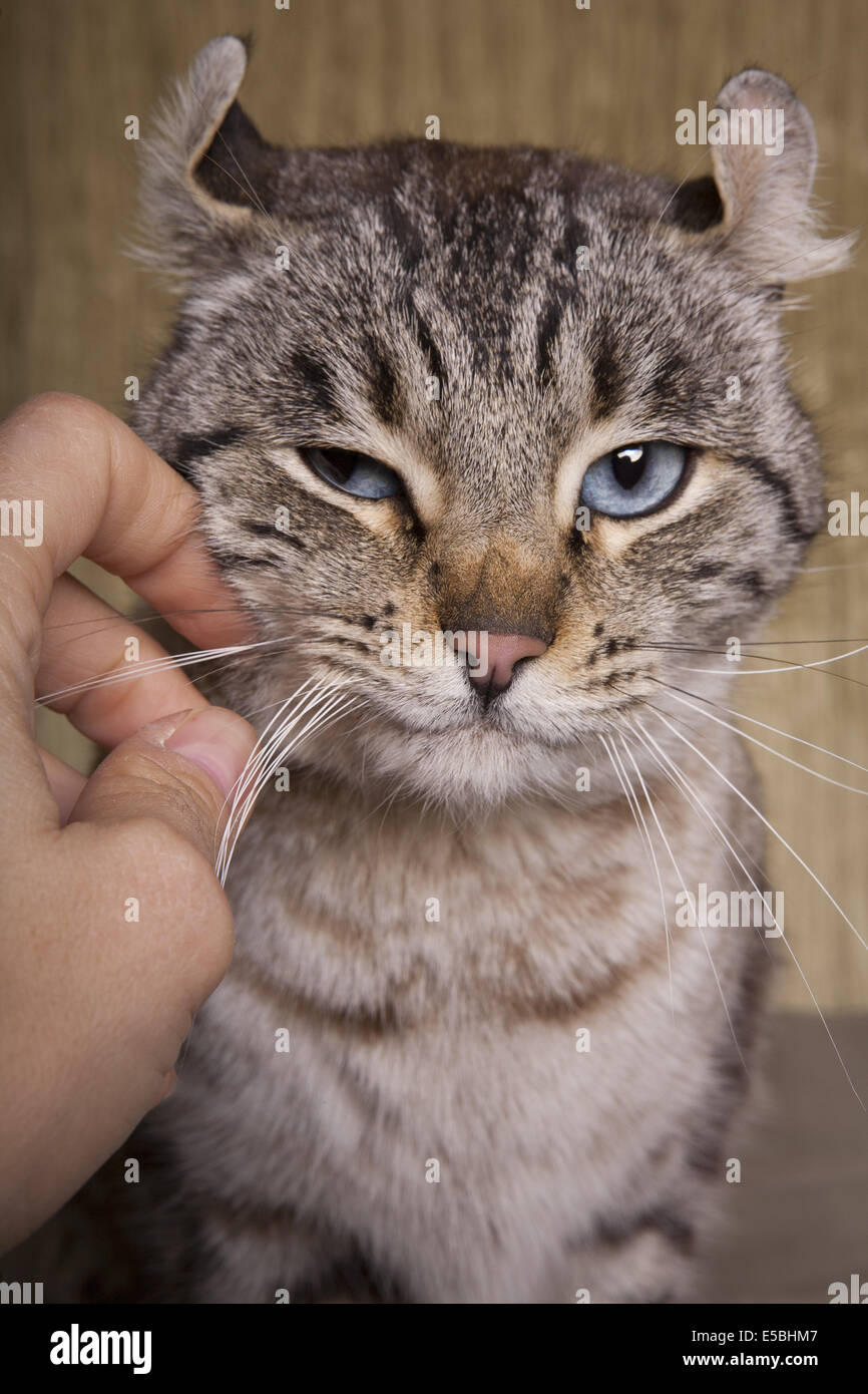 Highland Lynx Katze immer seine Schnurrhaare zerkratzt Stockfoto