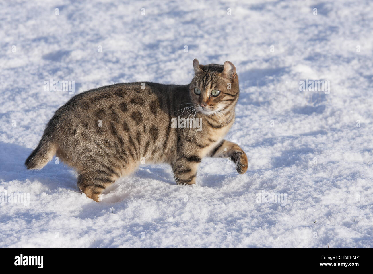Highland Lynx Katze Wandern im Schnee Stockfoto