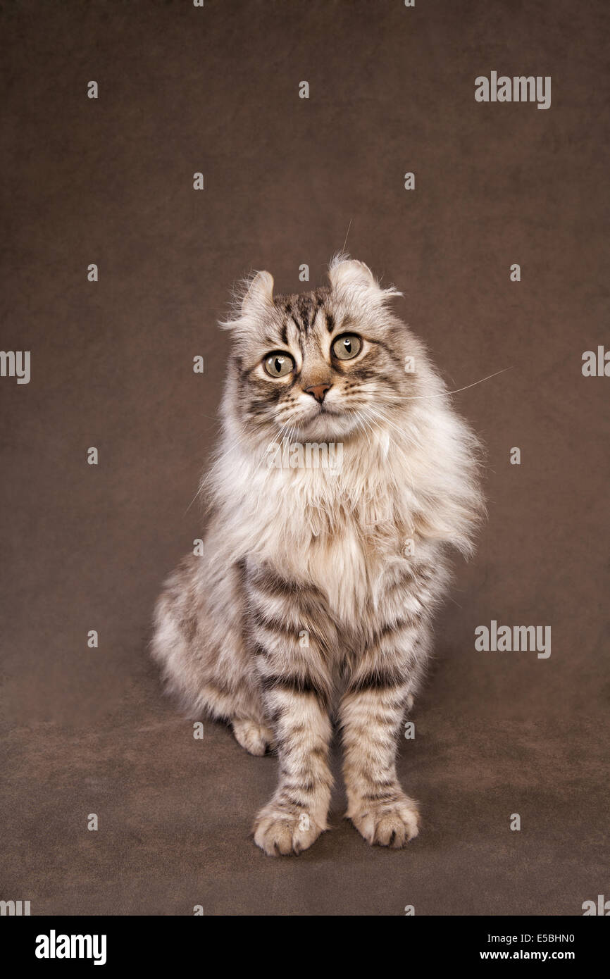 Highland Lynx Katze auf Sepia Hintergrund Stockfoto