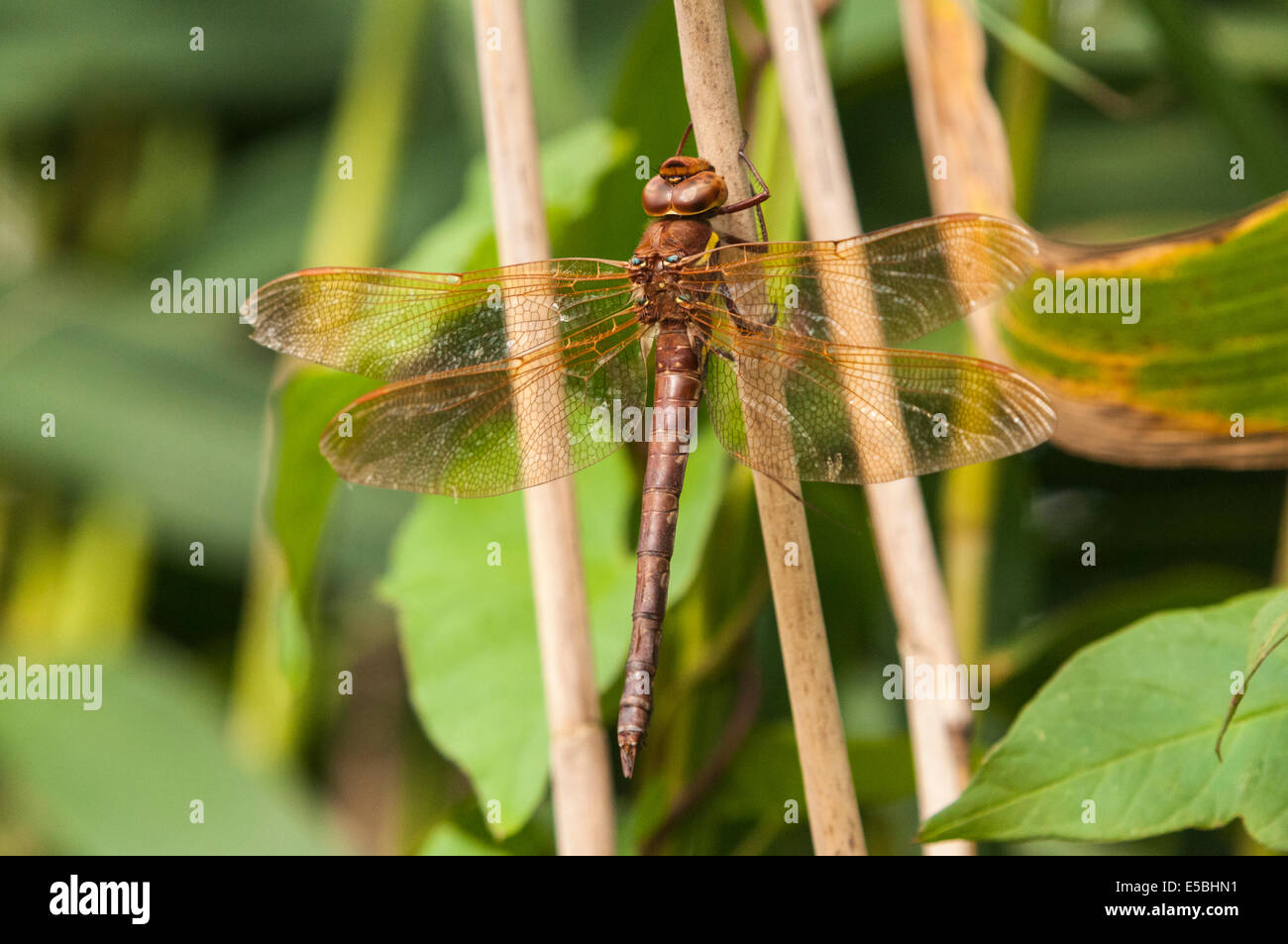 Eine weibliche Brown Hawker, Aeshna Grandis, eine große Libelle ruht auf vegetation Stockfoto