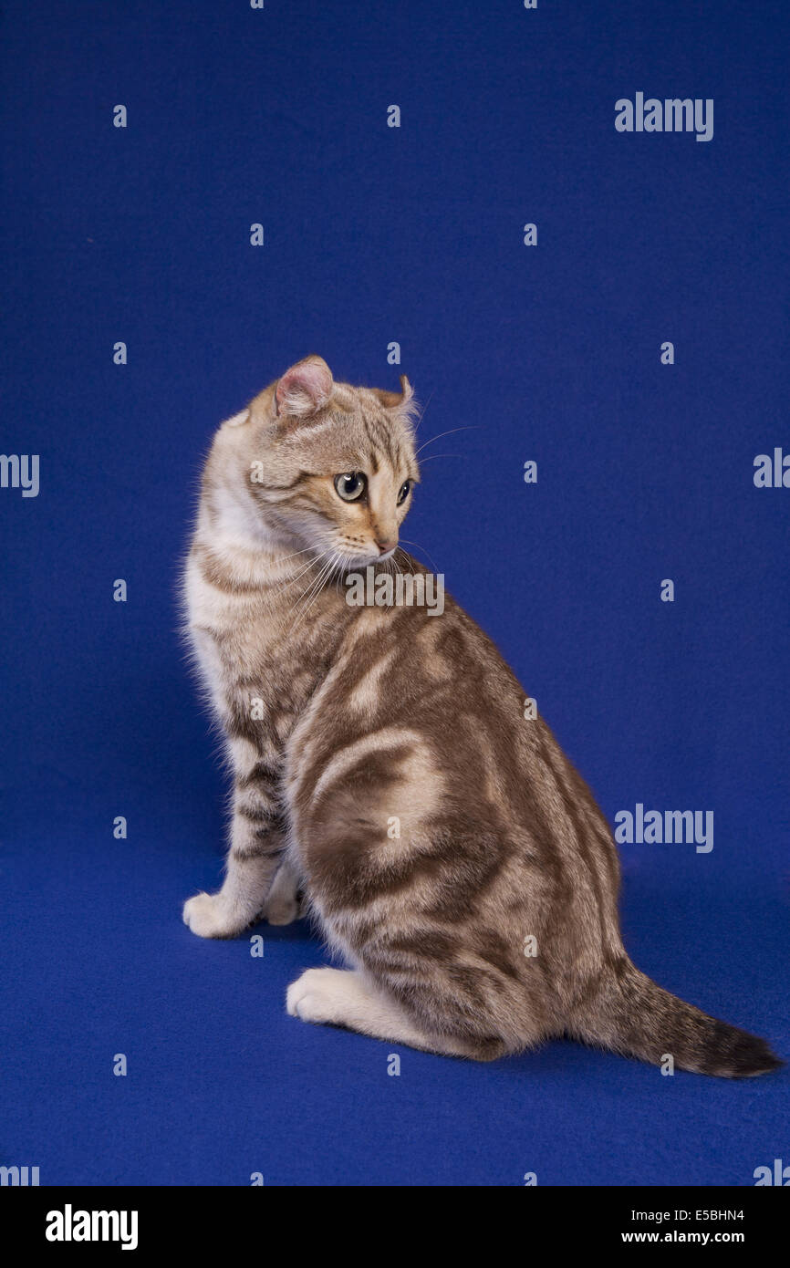 Highland Lynx Katze Blick zurück auf blauem Hintergrund Stockfoto