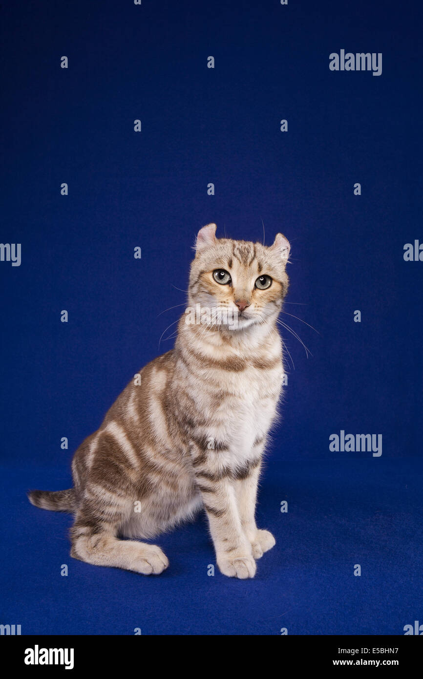 Highland Lynx Katze auf blauem Grund Stockfoto