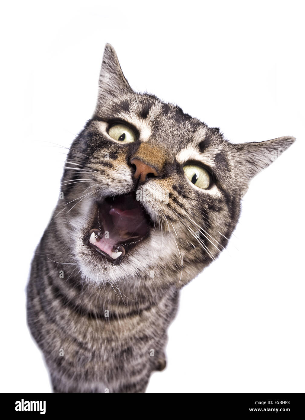 Black cat mouth open Ausgeschnittene Stockfotos und -bilder - Alamy