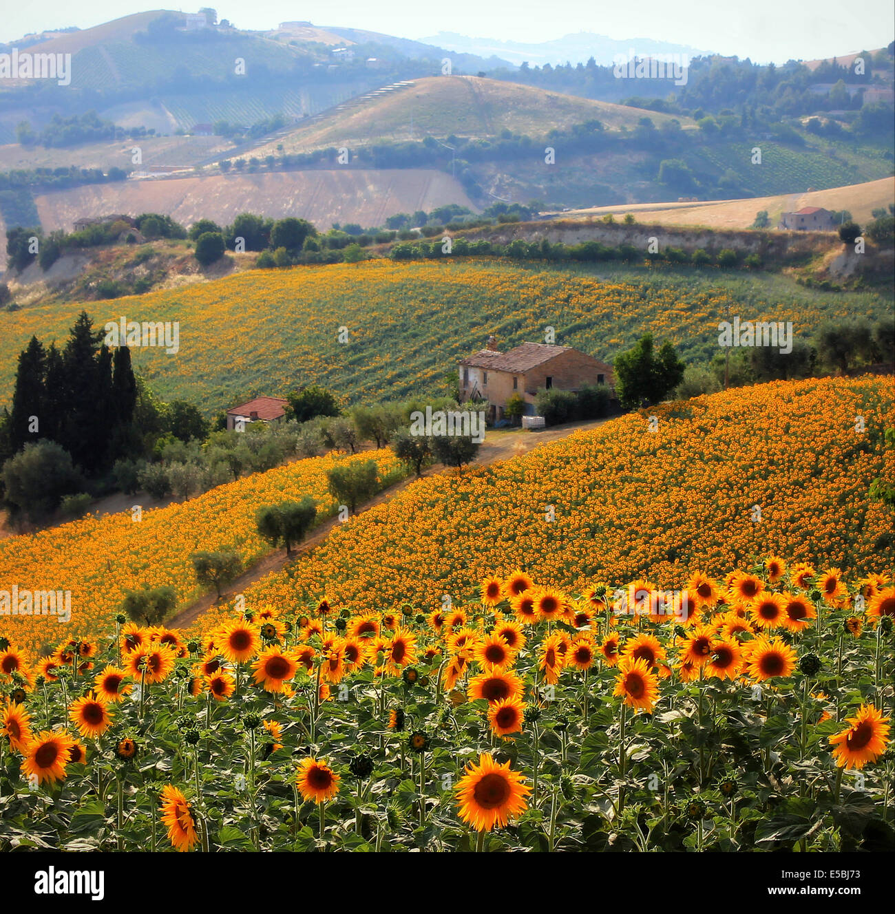 Sonnenblumenfeld in Ascoli Piceno, Italien Stockfoto