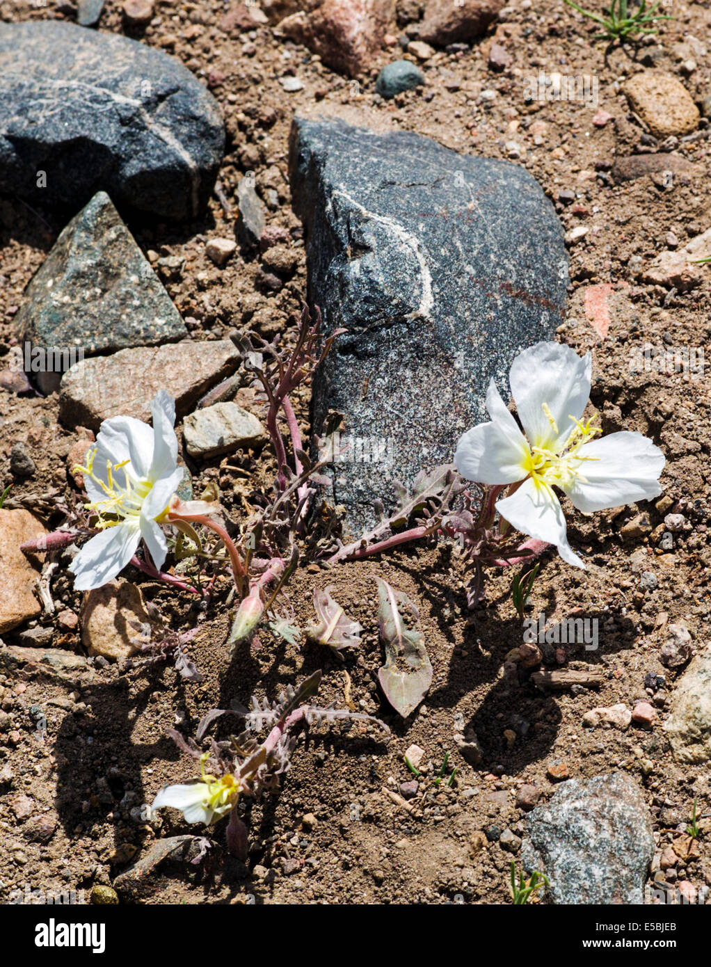 Oenothera Caespitosa; Getuftete Nachtkerze; Nachtkerze; Primel; Wildblumen in Blüte, zentralen Colorado, USA Stockfoto
