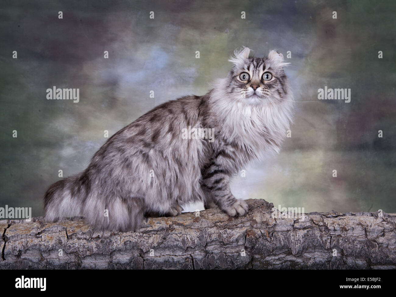 Highland Lynx Katze Ganzkörper gedreht von der Seite auf Ast mit grünem Hintergrund Stockfoto