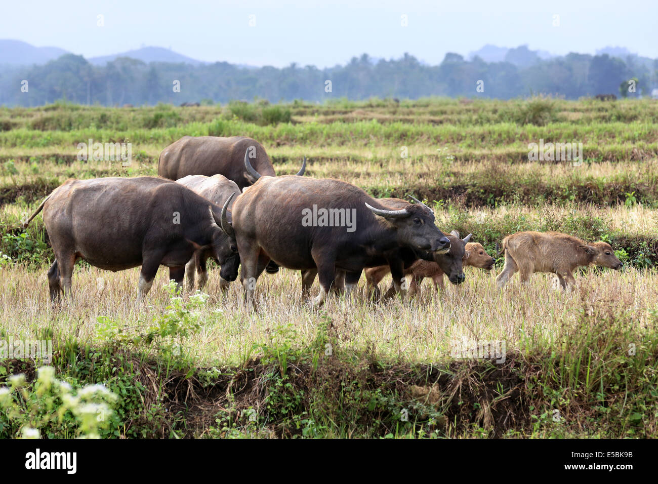 Herde Wasserbüffel grasen auf einer trockenen Reisfeld. Insel Sumba, Indonesien, Asien Stockfoto