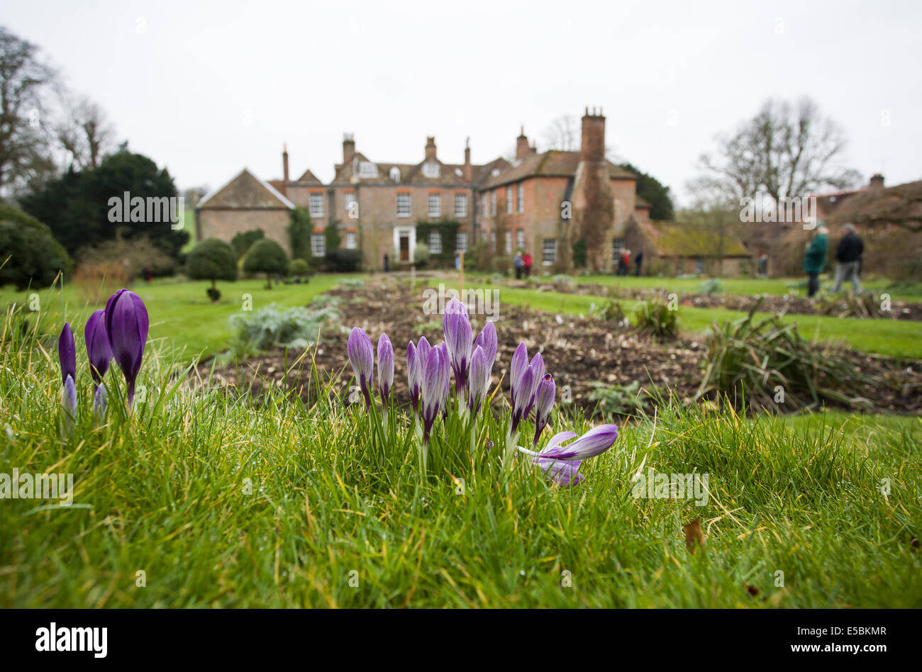 Lila Feder Croscuses (Crocus Vernus) blühen im Bramdean House, Bramdean in der Nähe von Alresford, Hampshire, UK Stockfoto